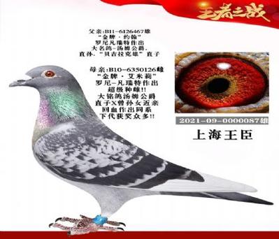 上海信鸽比赛网