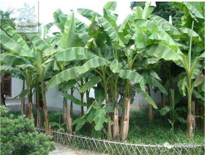 芭蕉根茎功效与作用