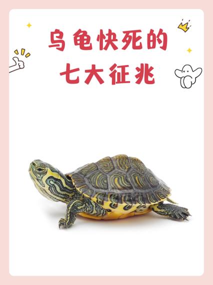 乌龟突然消失的征兆