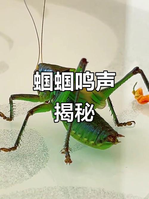 蝈蝈一直叫要警惕