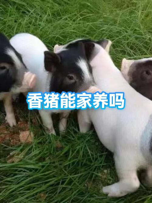 猪的智商相当于人几岁