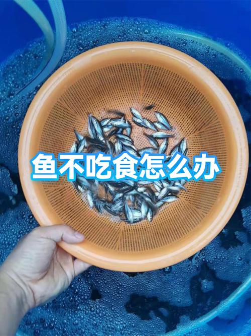 买的鱼暂时不吃如何保存