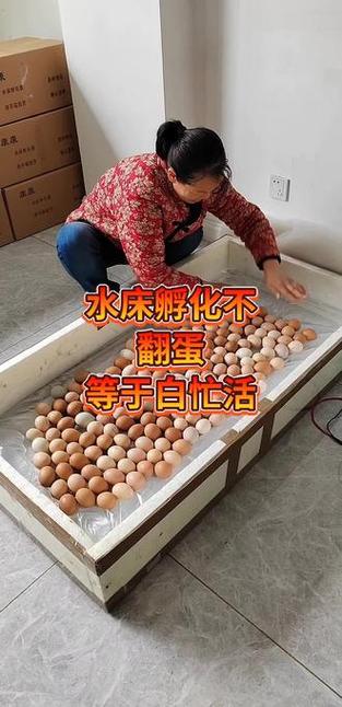 12伏300枚水床孵化器