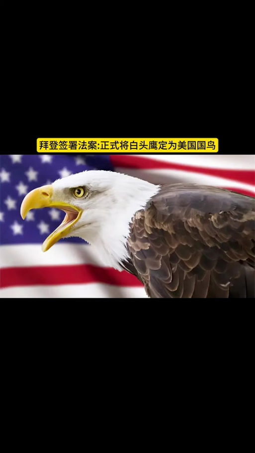 白头鹰代表哪个国家