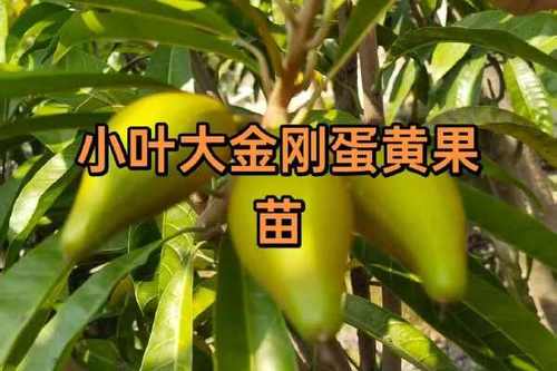 鸡蛋果树苗多少钱一棵缩略图