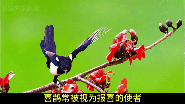 一群喜鹊围着叫是啥征兆