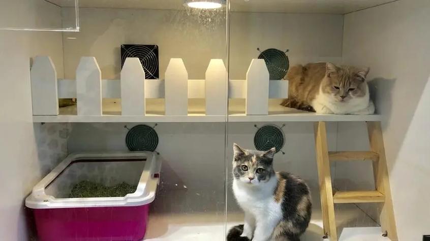 开猫舍怎么入行
