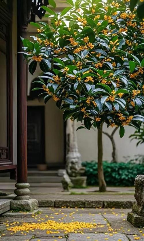 金桂