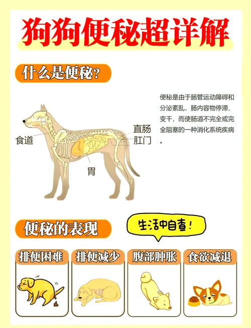 狗狗便秘怎么办