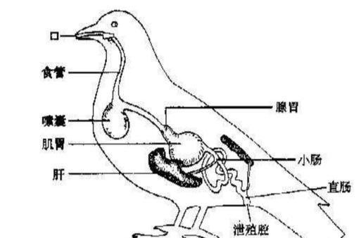 鸽子嗉囊胀气喂土霉素