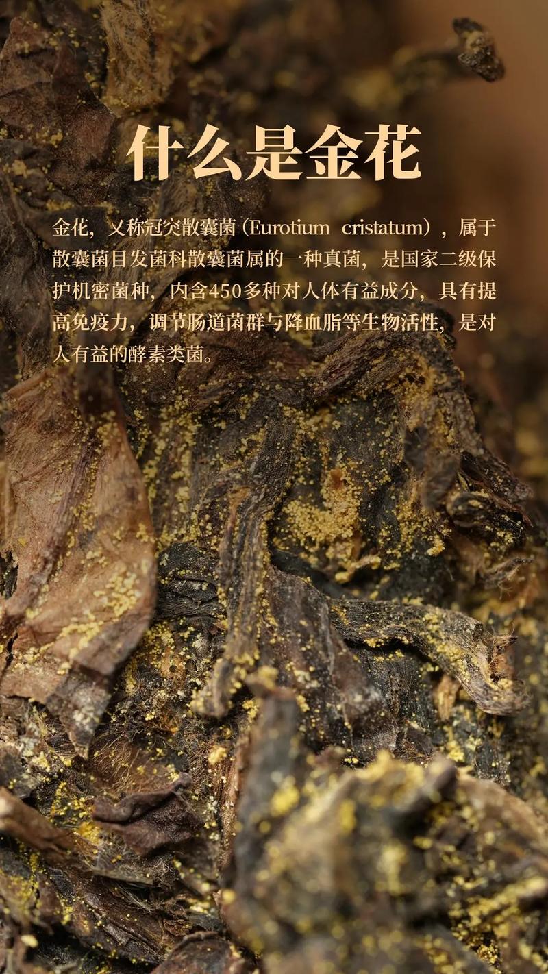 派金花app下载安装