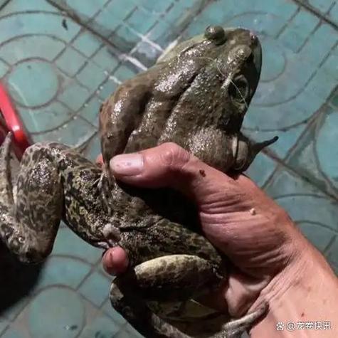 野生牛蛙可以抓吗