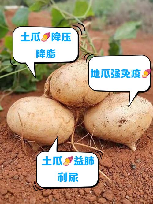 地瓜分期app