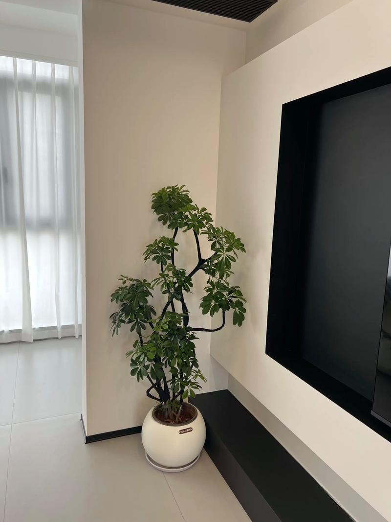 电视两边绿植一高一低截图