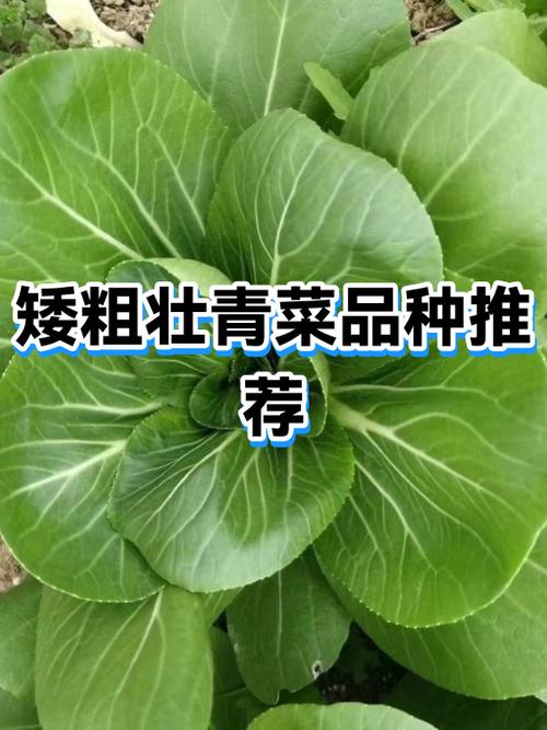 青菜有哪些品种