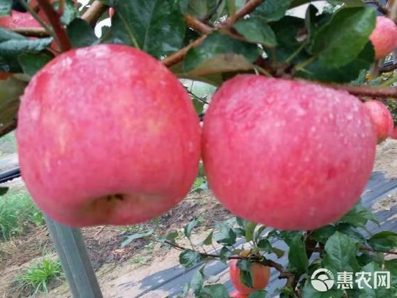 陕西新品种苹果树苗截图