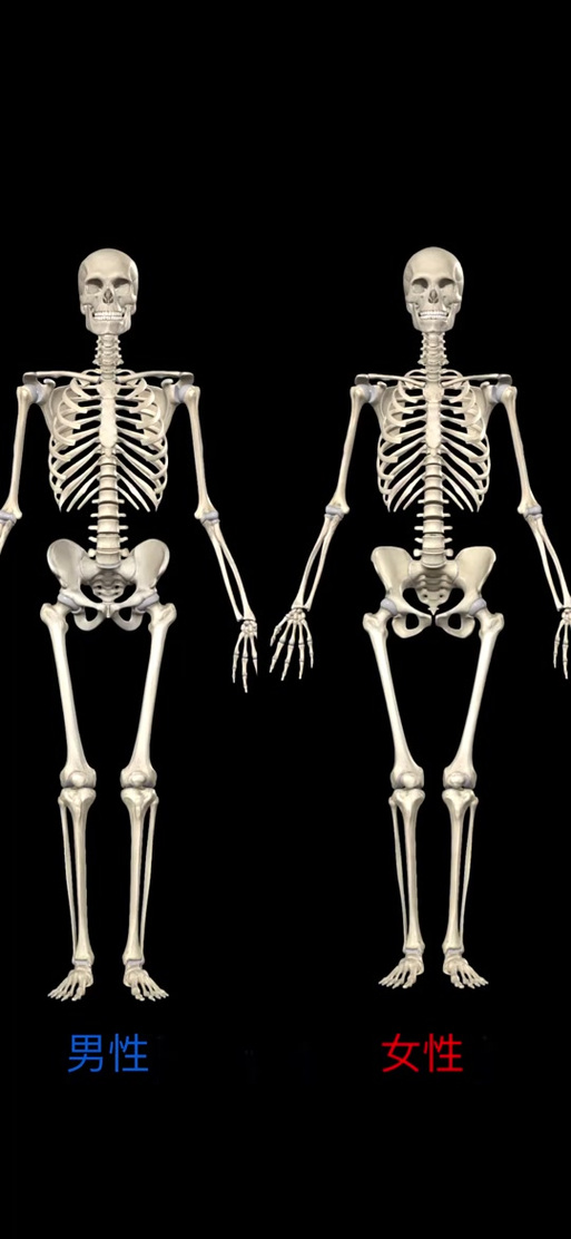3d骨骼模型软件