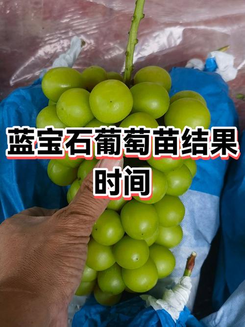 蓝宝石葡萄露天种植技术缩略图