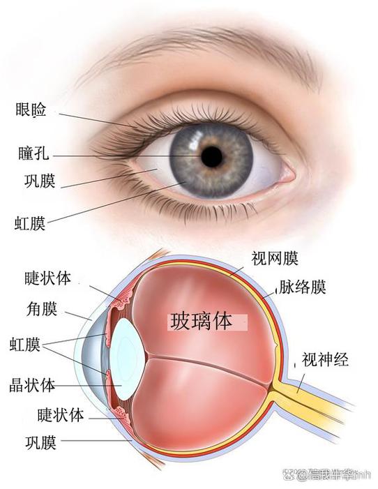 人眼为什么能看到东西