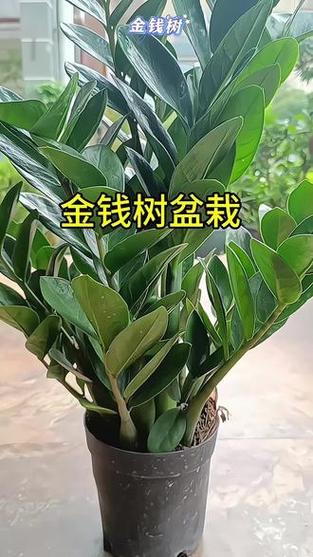 金钱树摇钱树
