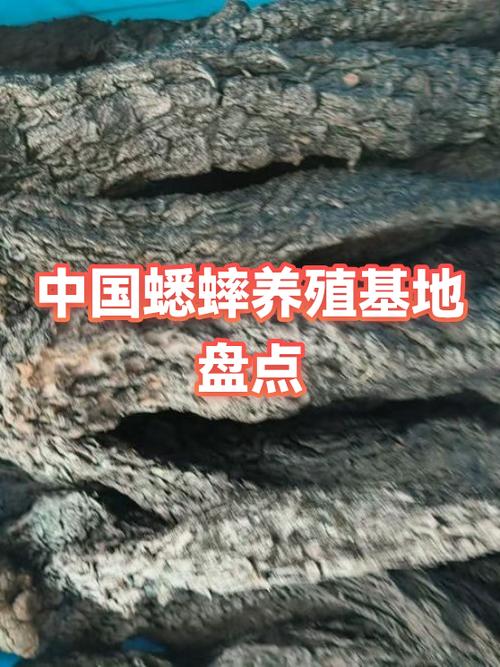 蟋蟀养殖是国家扶持项目吗缩略图