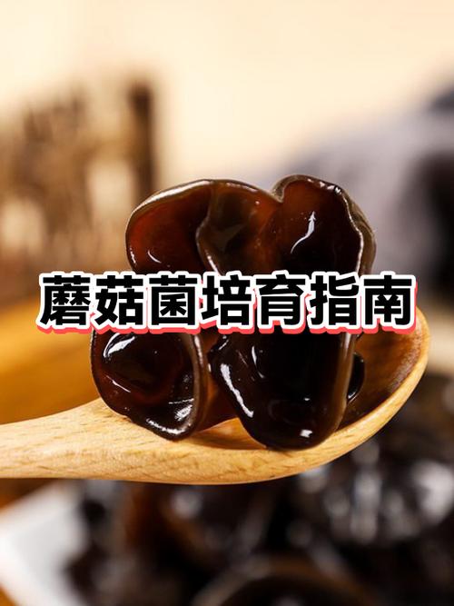 如何培育蘑菇