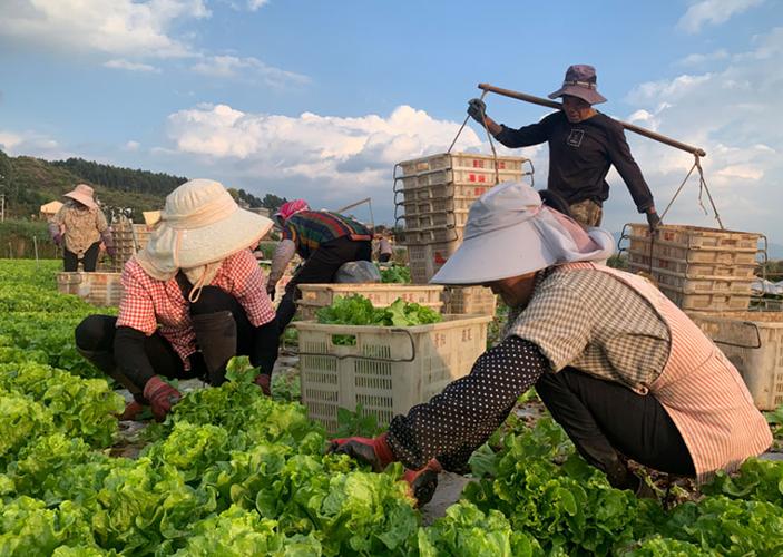 怎么从农民哪里收菜