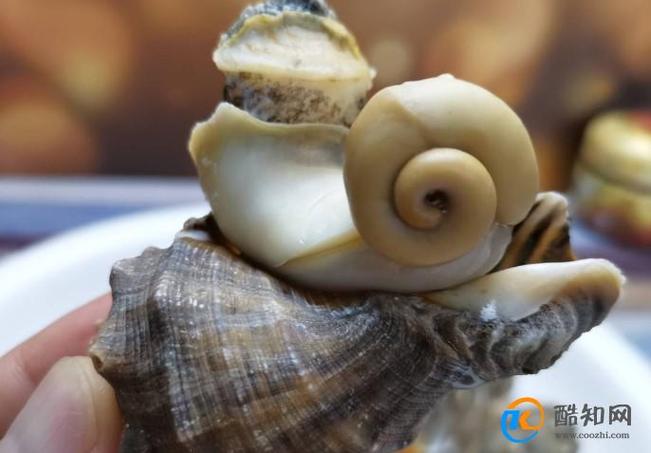 海螺有股臭味是正常吗截图