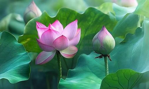 院里的荷花视频