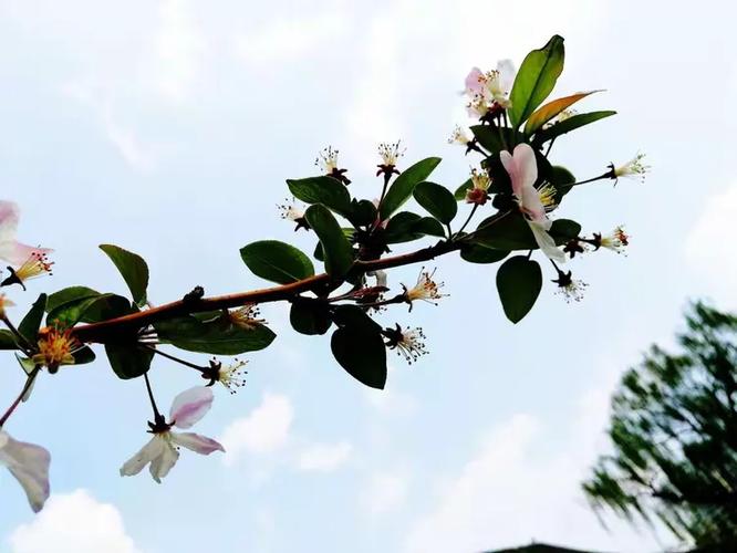 海棠花图片