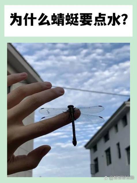 蜻蜓为什么要点水百科