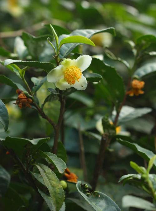 女生改昵称Camellia预兆