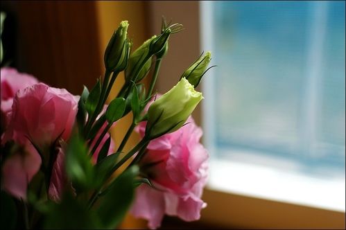 改编版家花和野花图标