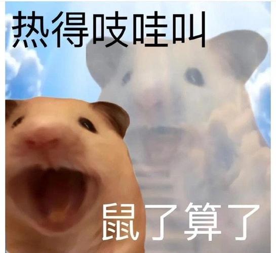 女生说鼠了是什么意思截图