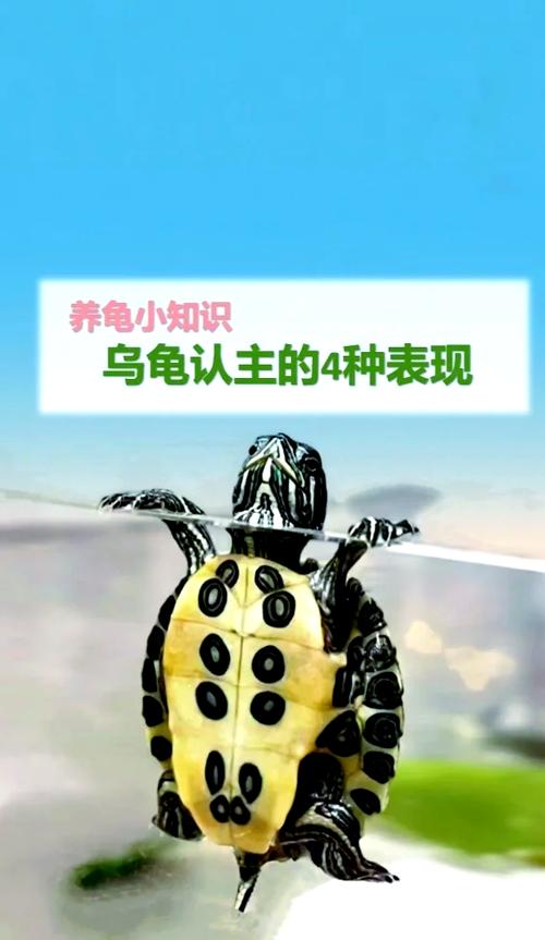 长寿龟认主人吗