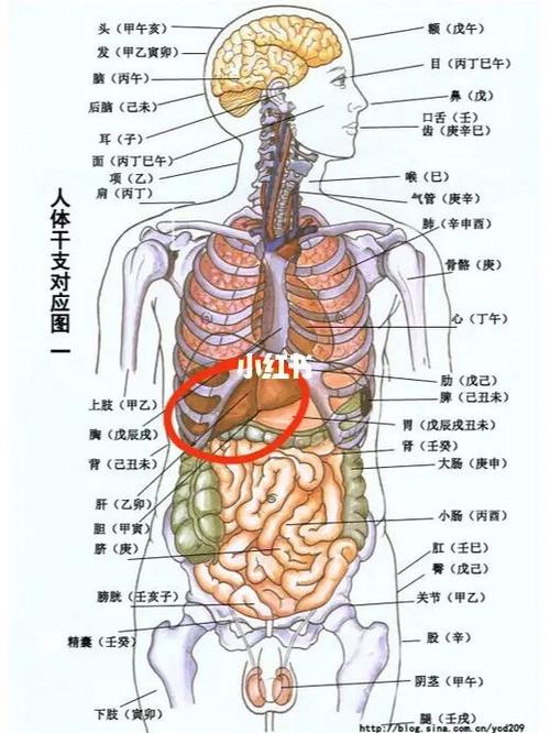 身体疼痛位置图