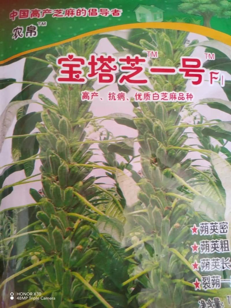 暗芝居生