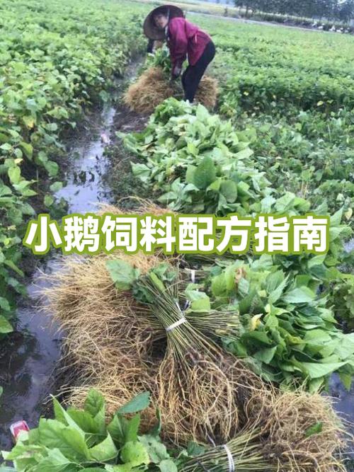全民农场配方物品