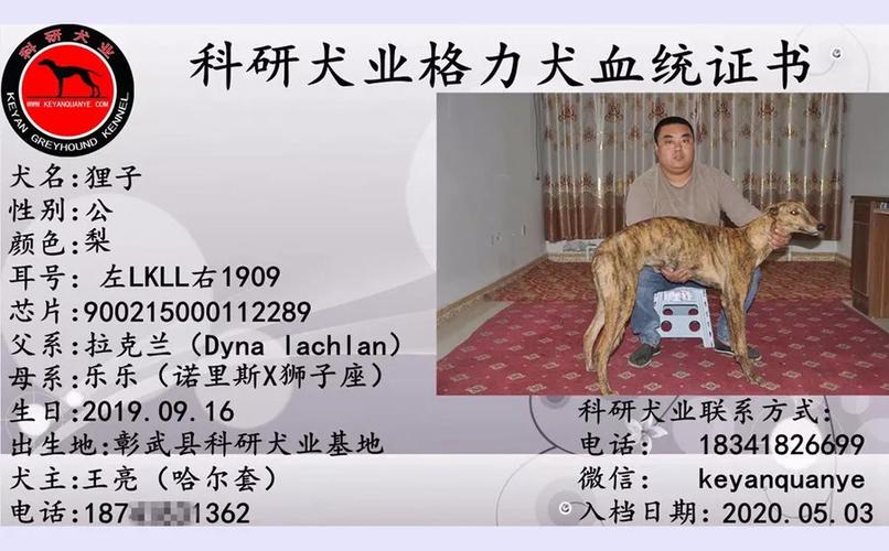 澳洲格力种公犬拉克兰