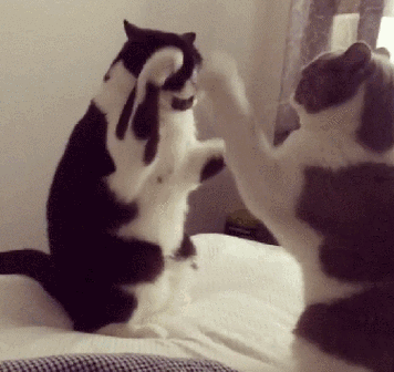 猫对你不停喵喵喵