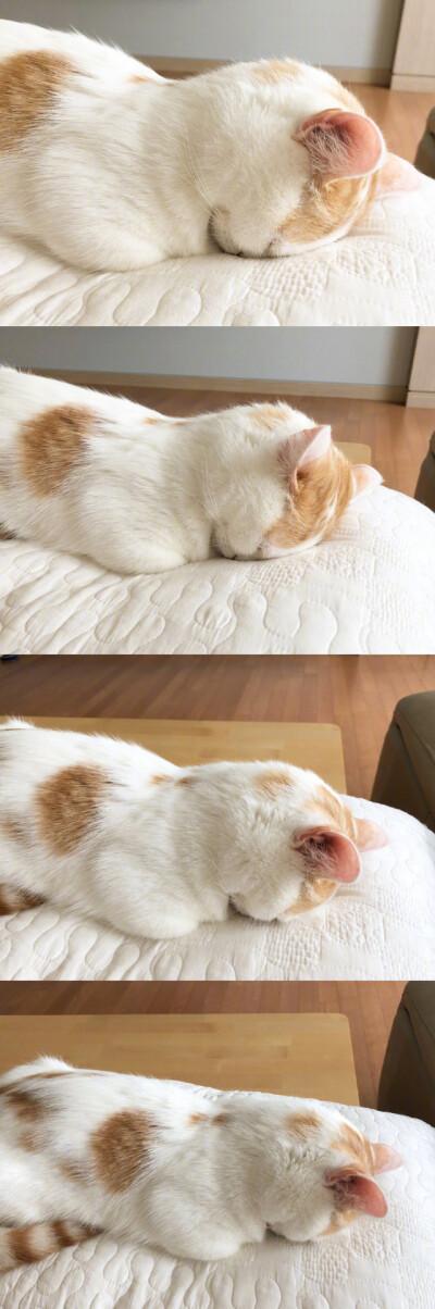 男的叫你小懒猫