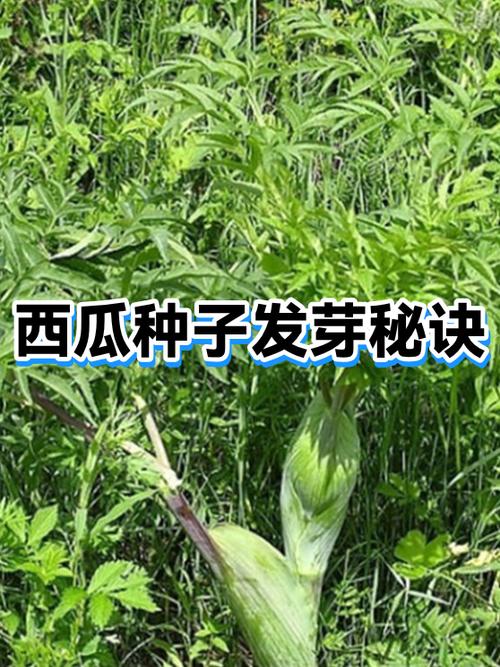 最新的种子代码