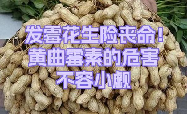 花生油放多久产生黄曲霉