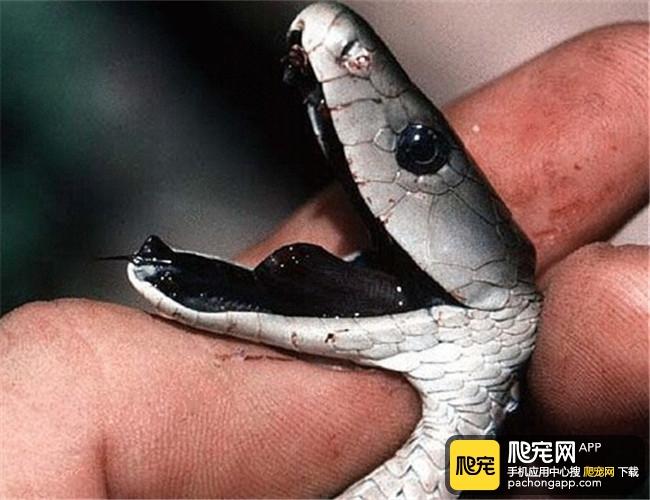 黑曼巴和蝰蛇哪个更毒
