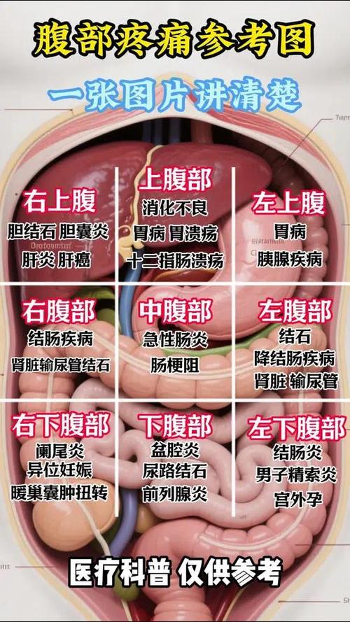 肚子疼痛部位对照表