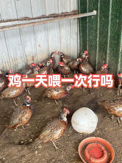 鸡一天喂一次可以吗