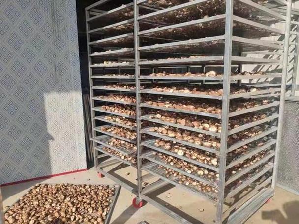小型蘑菇烘干机截图