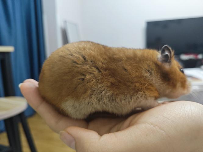 硕鼠硕鼠图标