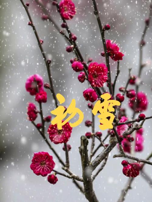 初雪纯音乐
