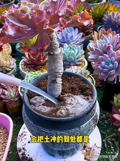 多肉怎么养才能壮和胖